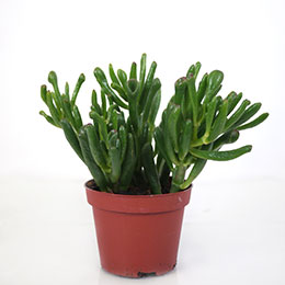 Crassula ovata Hobbit